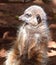 Meercat, an desert dweller from Southern Africa