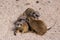 Meercat family in the zoo