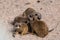 Meercat family in the zoo