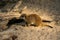 Meercat family in the zoo