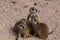 Meercat family in the zoo