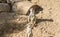 Meercat meerkat animals in zoo