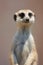 Meercat Portrait