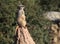 Meercat on a rock