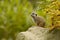 Meercat - Suricata suricatta