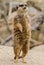Meercat - Suricata suricatta