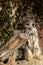 A Meercat watching out for danger for the rest of the pack on the top of a rock in the wilderness in southern Africa