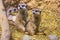 Meercats zoological garden