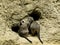 Meercats in Zoological Gardens and Aquarium in Berlin Germany. The Berlin Zoo is the most visited zoo in Europe,