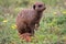 A meerkat at the addo elephant park