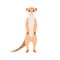 Meerkat from African savanna. Cute smiling suricate. Wild exotic small Suricata suricatta. Tropical habitant standing on