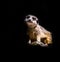 Meerkat against black background