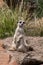 Meerkat on alert in bushland