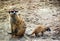 Meerkat also known as the suricate with a baby