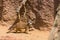 Meerkat animal latin name Suricata Suricatta in the wild. Detail of african animal walking on the ground. Watchful guarding