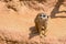 Meerkat animal latin name Suricata Suricatta in the wild. Detail of african animal walking on the ground. Watchful guarding