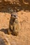 Meerkat animal latin name Suricata Suricatta in the wild. Detail of african animal walking on the ground. Watchful guarding