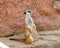 Meerkat animal latin name Suricata Suricatta in the wild. Detail of african animal walking on the ground. Watchful guarding