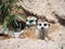 Meerkat animal resting in front of tunnel.