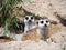 Meerkat animal resting in front of tunnel.