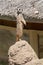 Meerkat atop a large rock, surveying its surroundings