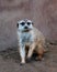 Meerkat atop a sandy mound