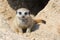 Meerkat Baby