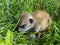 A meerkat baby is exploring the land