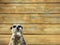 Meerkat background