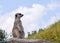 Meerkat in captivity - on guard