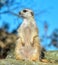 Meerkat close up.