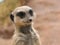 Meerkat close up