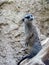 Meerkat close up at Berlin Zoo