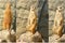 Meerkat collage