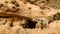 A meerkat comes out of a burrow dug into the ground under a wooden log