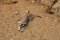 Meerkat crawling in the sand