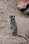 Meerkat. A cute, predatory animal from Africa