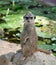 Meerkat the cutie