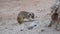 A meerkat digging around the the rocks in the desert Suricata suricatta.