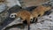 Meerkat digging hole or burrow of wooden log to find some food and playing