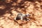 Meerkat digging red sand Kalahari desert