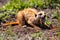 Meerkat digging in the soil to hunt worms for eating in sunlight