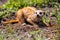 Meerkat digging in the soil to hunt worms for eating in sunlight