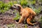 Meerkat digging in the soil to hunt worms for eating in sunlight