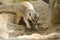 Meerkat diging a sand