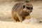 Meerkat digs in the sand