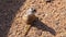Meerkat examines the territory standing on a stump, African meerkat at the zoo, clean beautiful meerkat
