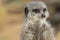 Meerkat face in close-up. Animal minds