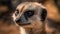 Meerkat face close-up with blurred background. Generative AI