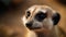 Meerkat face close-up with blurred background. Generative AI